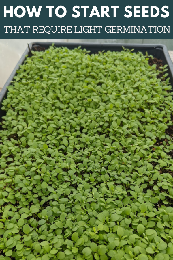 germinate seeds that require direct light