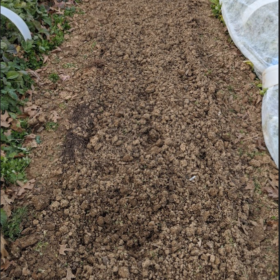 Winter Potatoes