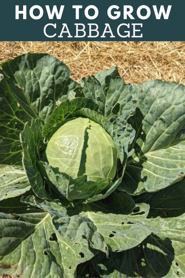 Starting Cabbage How to Grow Cabbage